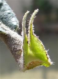  Stipules